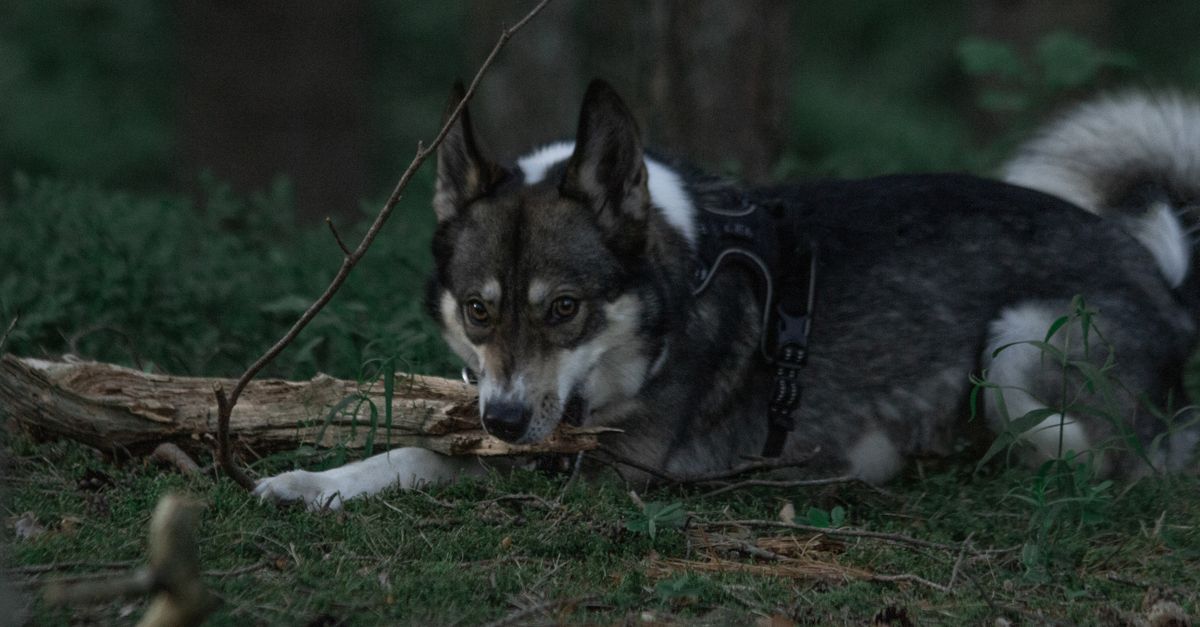 Kails Dešanels dalās pieredzē par stop-motion filmas Wildwood tapšanu