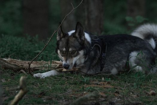 A West Siberian Laika lying in a forest, showcasing natural canine beauty.