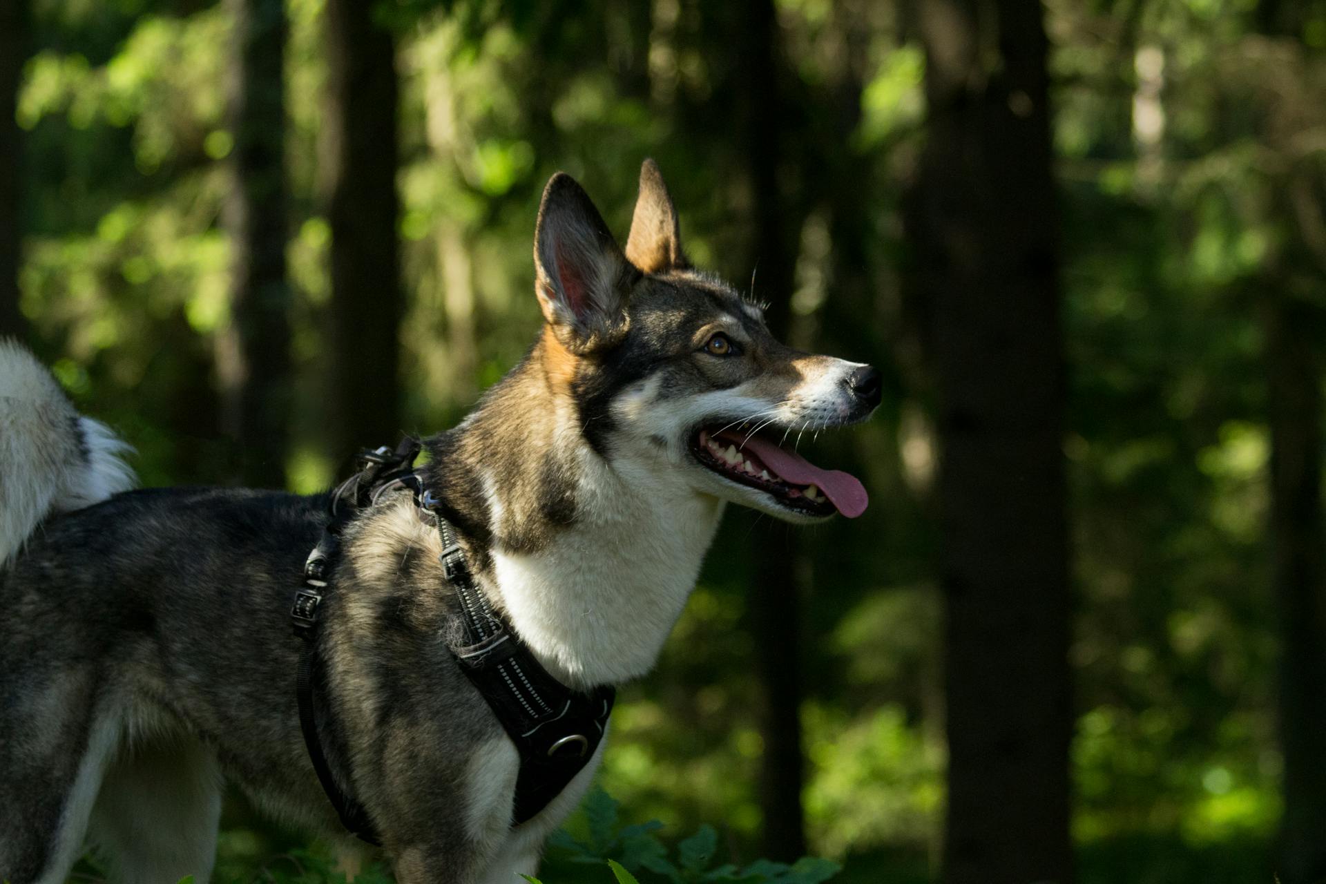 West Siberian Laika Standing on the Forest with Mouth Opened