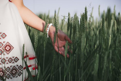 A Person Wearing White Dress Holding the Wheat Grass on the Field