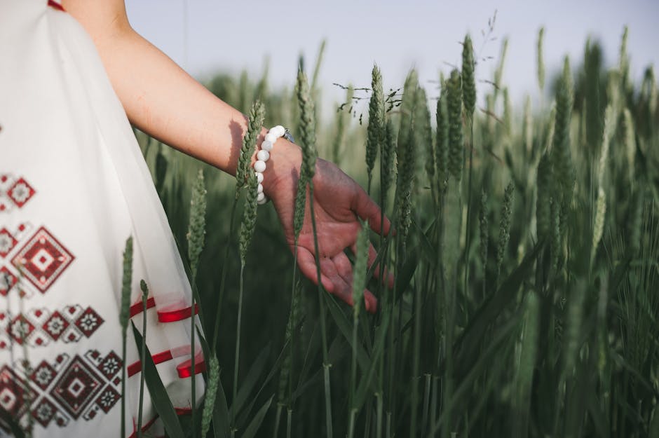 Hand touching wheat grass in a Ukrainian field, wearing an embroidered dress. Summer scene.
