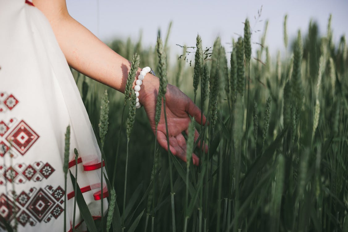 A Person Wearing White Dress Holding the Wheat Grass on the Field