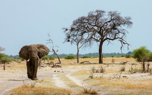 Elephant Walking in the Safari