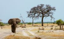 Elephant