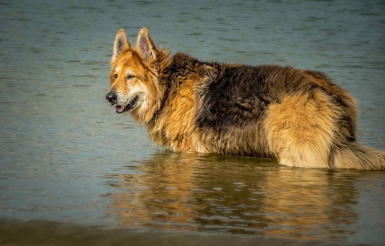 A Dog In The Water 