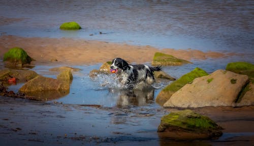 Black and White Border Collie on the Shore