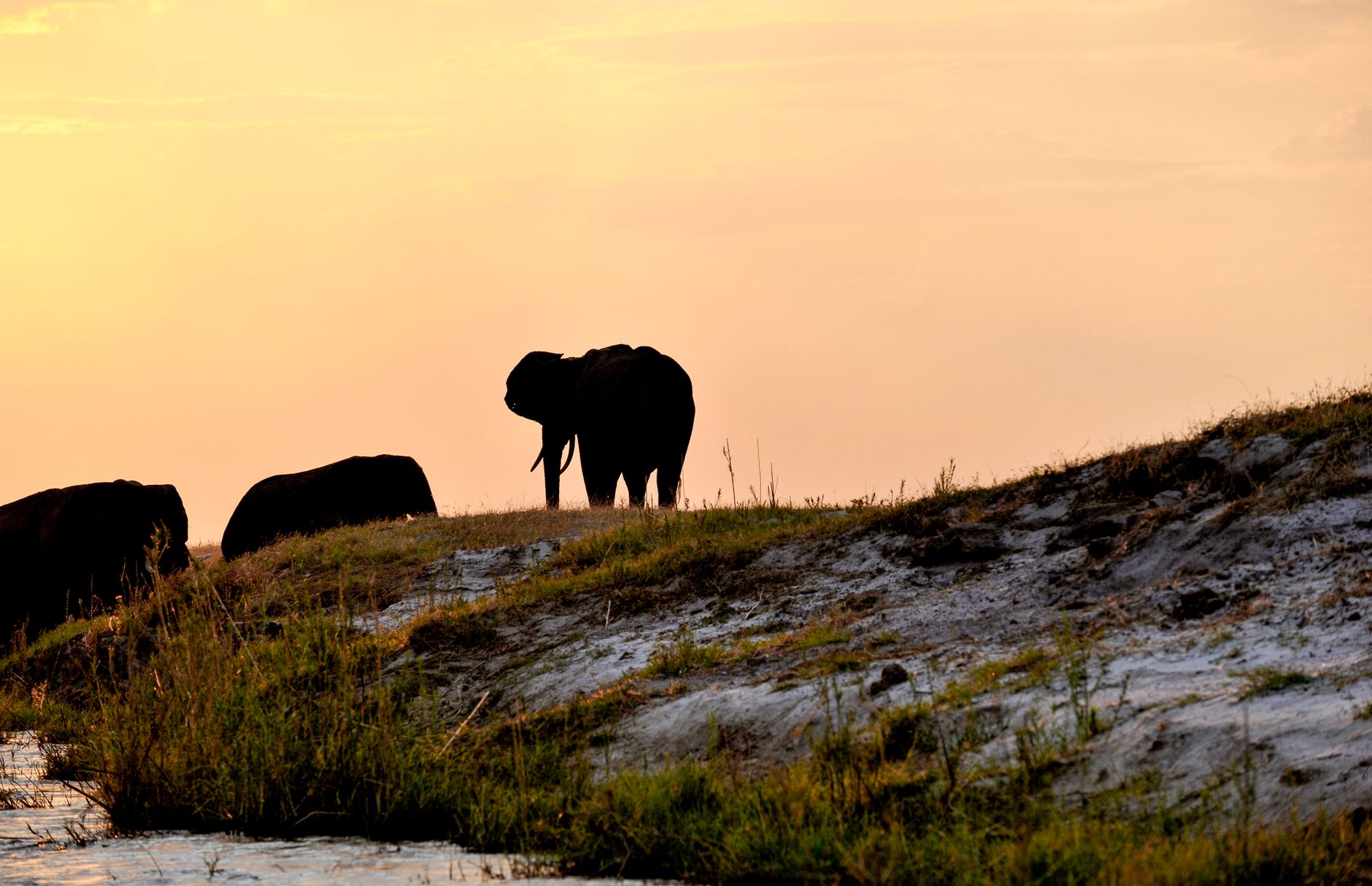 Silhouette of African elephants at Chobe River, Botswana during sunset.