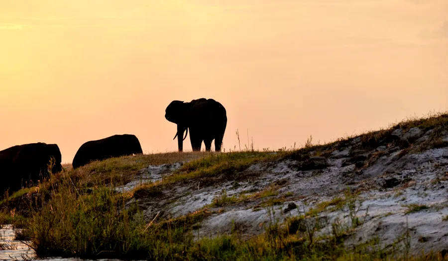 Parc national de Chobe