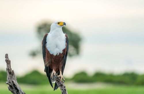 Free Close-up of African Fish Eagle on a branch in natural habitat, showcasing wildlife elegance. Stock Photo