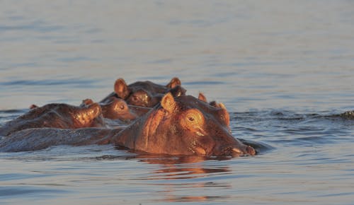 Hippopotamus in the Lake