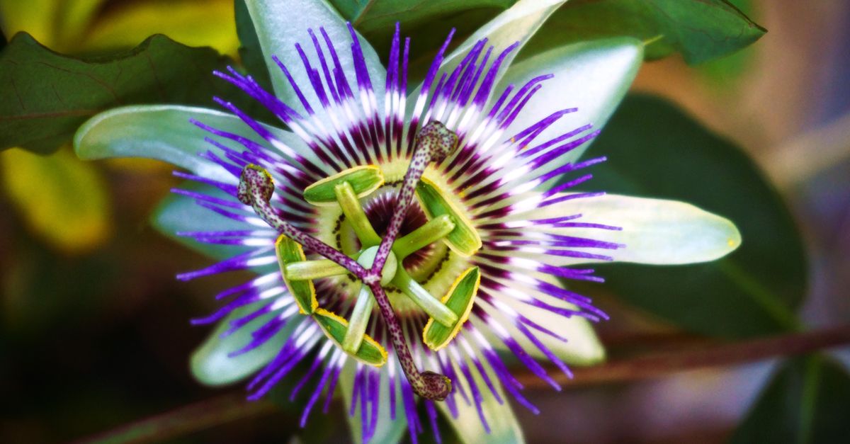 Detailed macro shot of a striking passionflower in full bloom. - Evidence evidence guide for Passionflower Anxiety Randomized Trial: What the Evidence Says