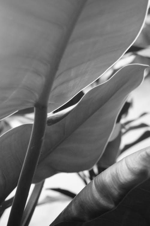 Black and White Photo of Leaves