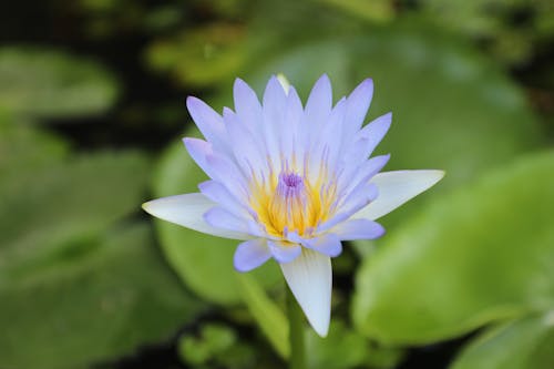 Close-Up Shot of a Water Lily 