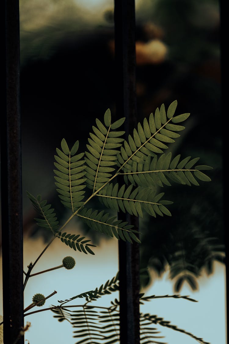 Close Up Of A Leaf