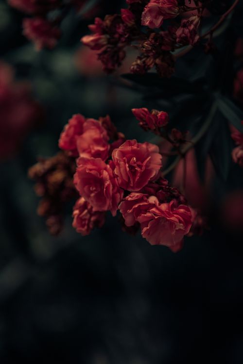 Free A captivating close-up shot of blooming red roses with a dark, moody background. Stock Photo