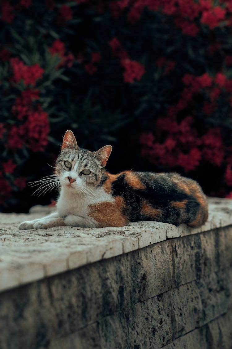 Cat Relaxing On Surrounding Wall