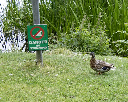 A Duck on Green Grass Near the Metal Post with Signage