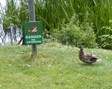 Free stock photo of angry, duck, no swimming