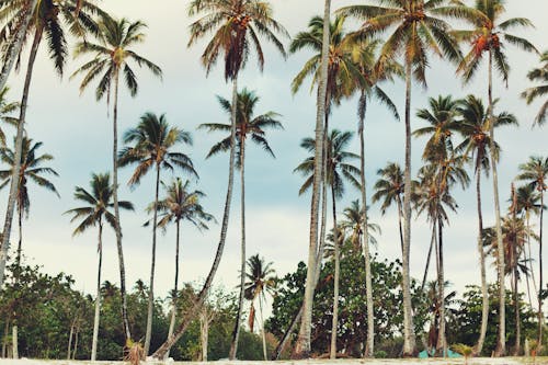 A Low Angle Shot of Coconut Trees Under the Blue Sky and White Clouds