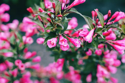 A Pink Flower with Green Leaves in Full Bloom