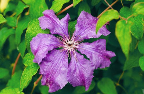 A Wilted Purple Flower