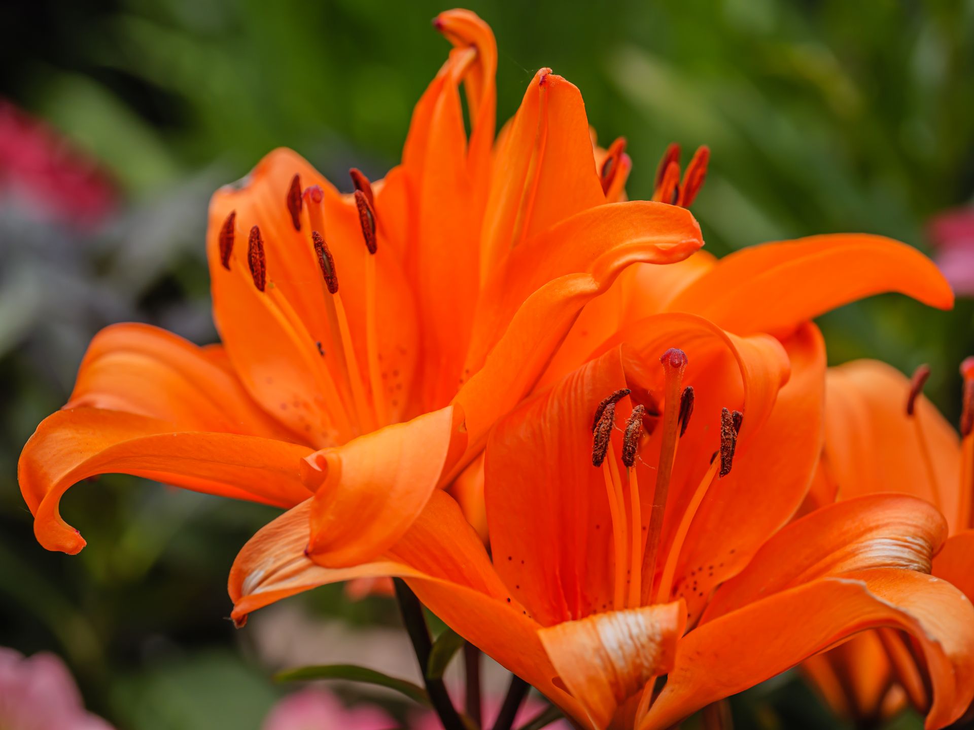 Close-up of vibrant orange lilies blooming beautifully in a lush garden setting.