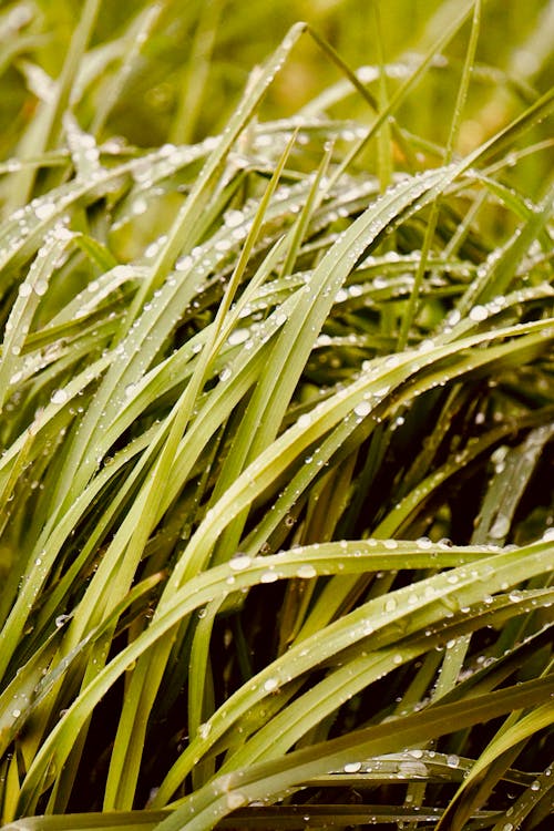 Green Grass With Water Droplets