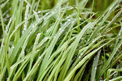 Free Vibrant green grass blades covered with fresh morning dew droplets. Stock Photo