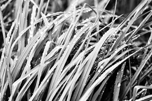 Black and White Photo of Raindrops on the Grass 