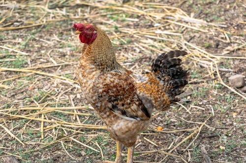 Kostenloses Stock Foto zu geflügel, hahn, hähnchen