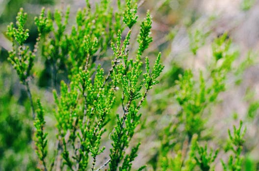 Image by Tamara Elnova