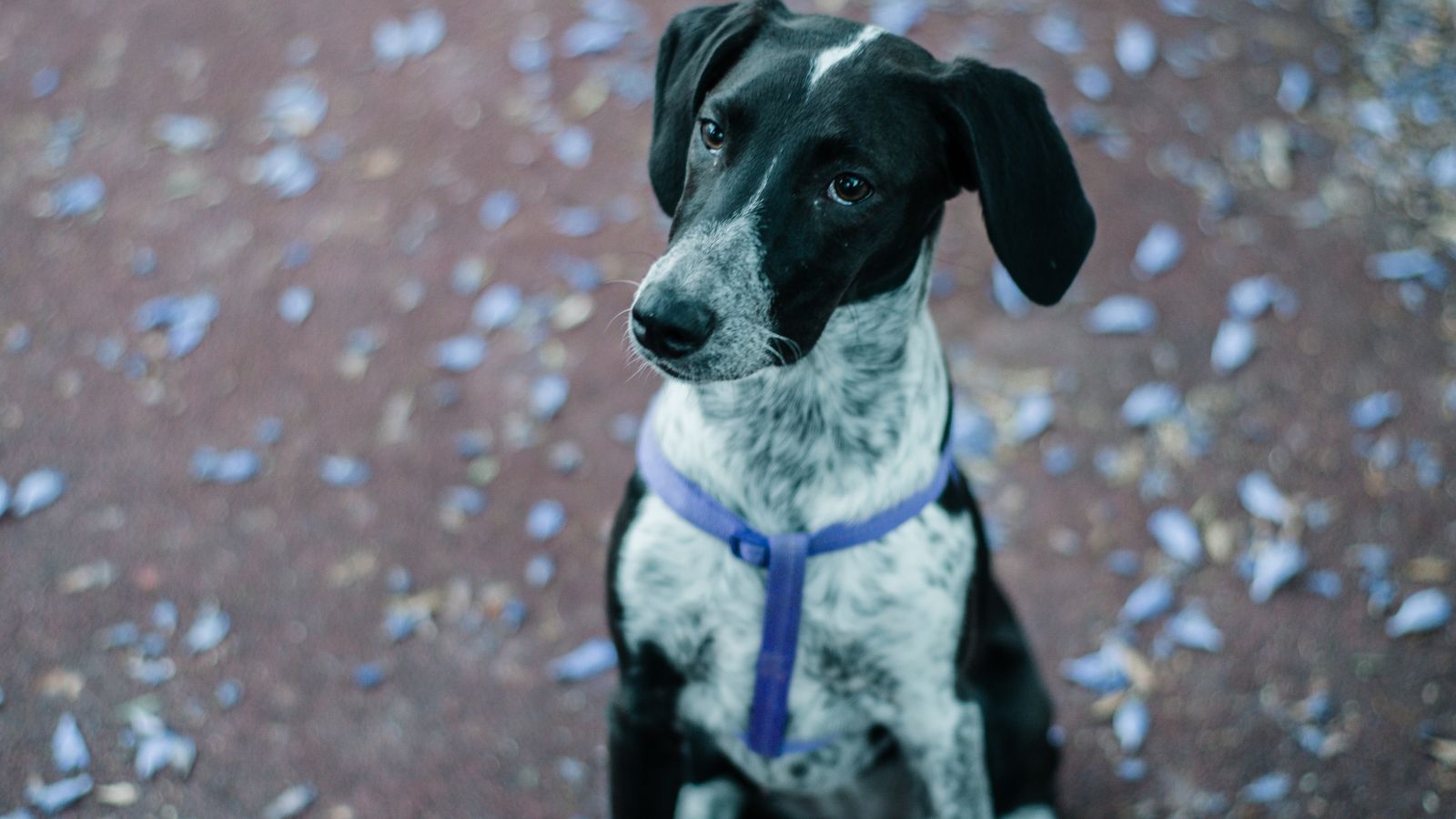 pet hotel đà nẵng