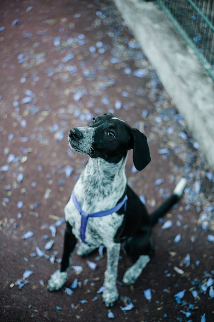 High Angle Shot Of A Dog 