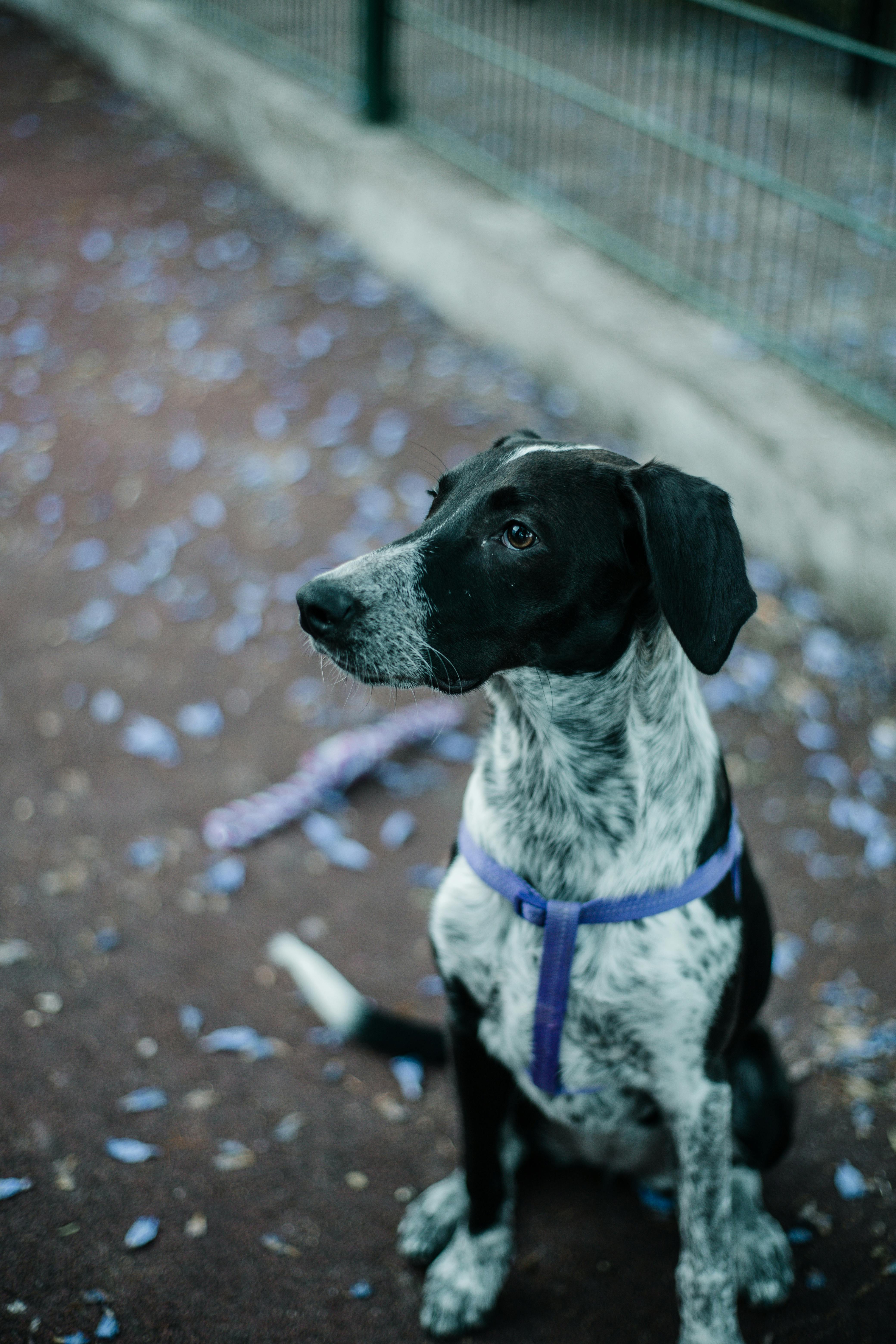 a dog sitting on the ground