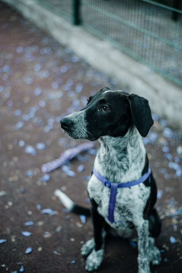 A Dog Sitting On The Ground