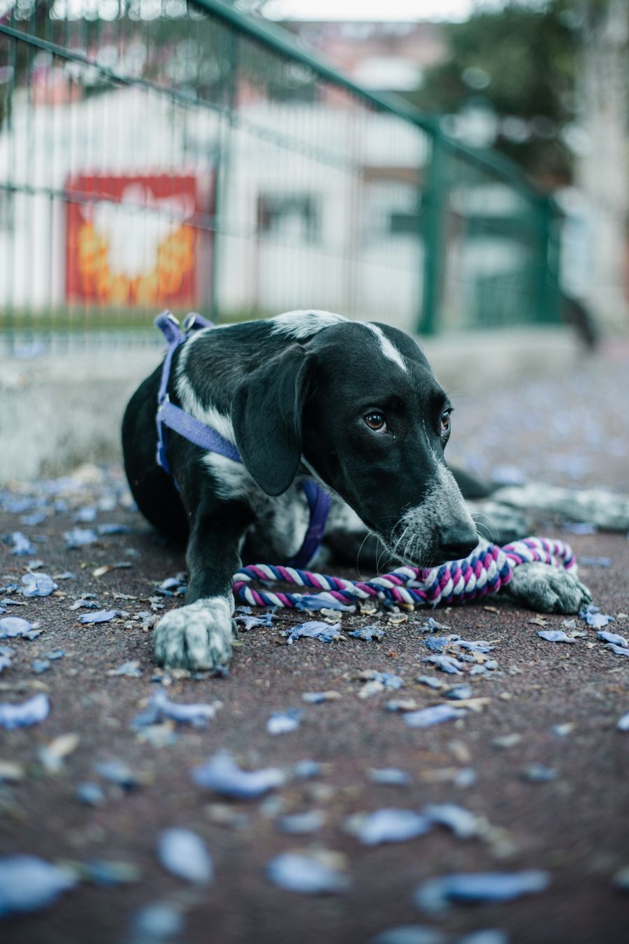 Black and white dog resting beside a colorful rope toy