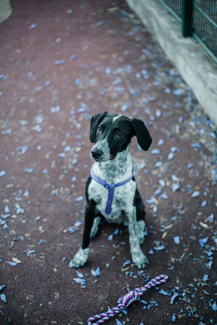 Dog Sitting On Ground With Toy