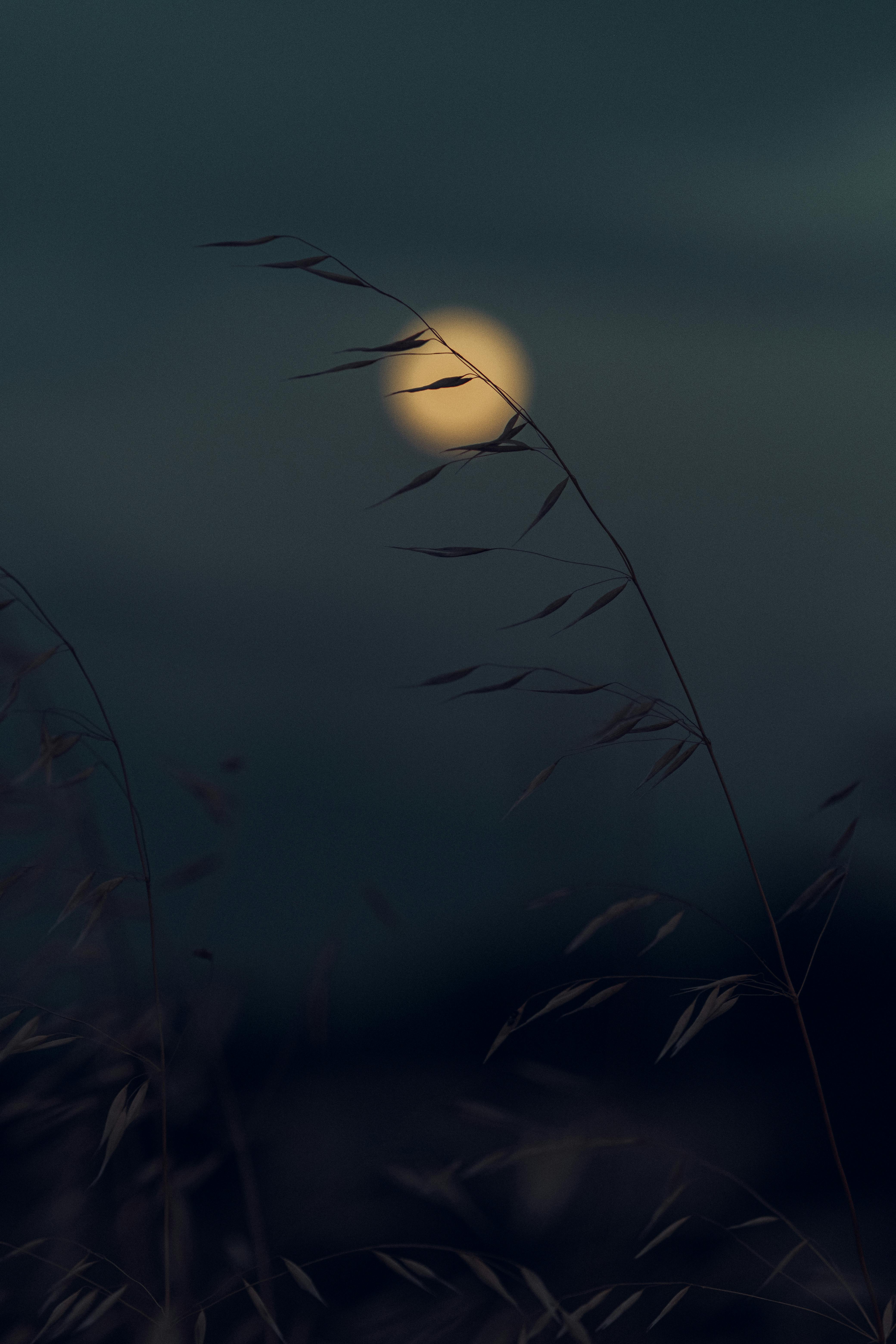 Grass Blade against Moonlit Sky · Free Stock Photo