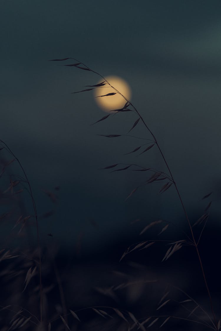 Grass Blade Against Moonlit Sky