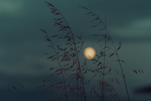 Free Silhouette of Plants during Night Time Stock Photo