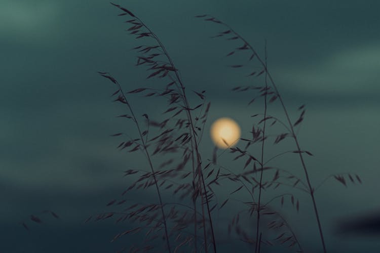 Silhouette Of Plants During Night Time