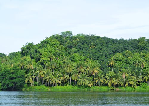 무료 plantaçãode 可可, 강, 강변의 무료 스톡 사진