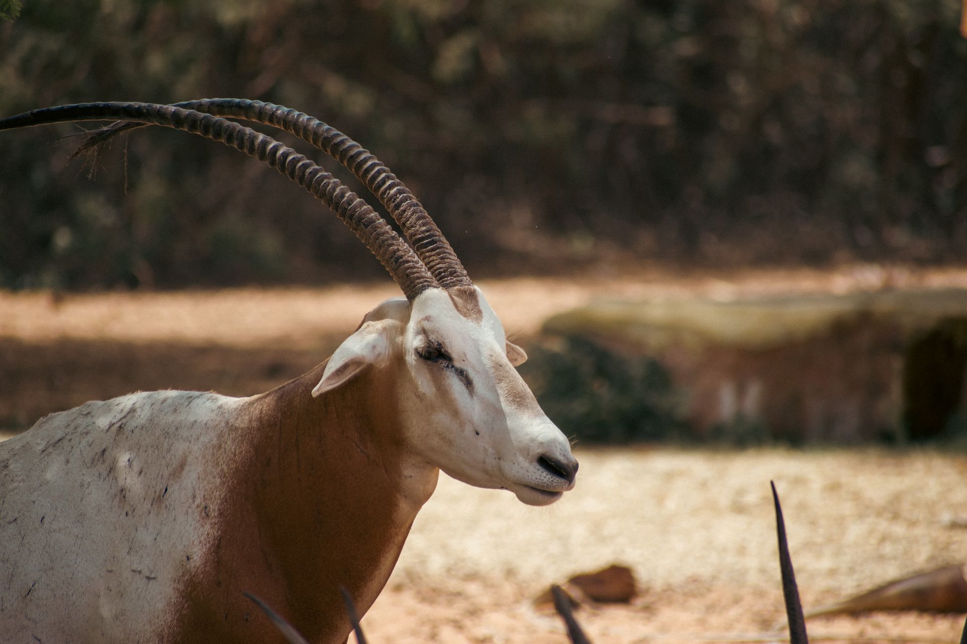 Close-up of a scimitar oryx with impressive horns in Dubai wildlife reserve.