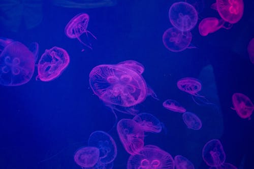 Purple Jellyfish Underwater