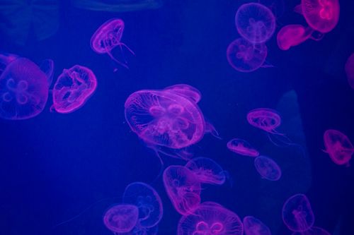 Free Close-up of mesmerizing pink jellyfish in a dark blue underwater setting, captured in Dubai aquarium. Stock Photo