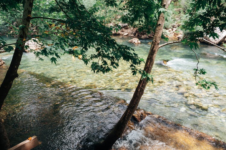 River With Clear Water Between Trees 