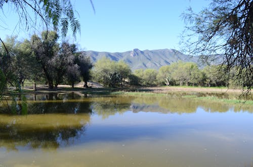 Immagine gratuita di acqua del lago, acqua verde, lago