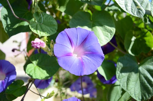 Immagine gratuita di fiore viola, giardini, polline