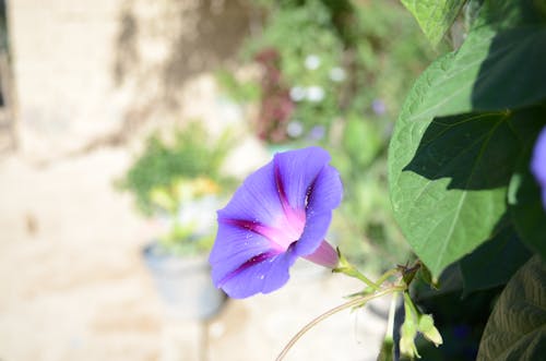 Foto d'estoc gratuïta de flor porpra, flora, jardins