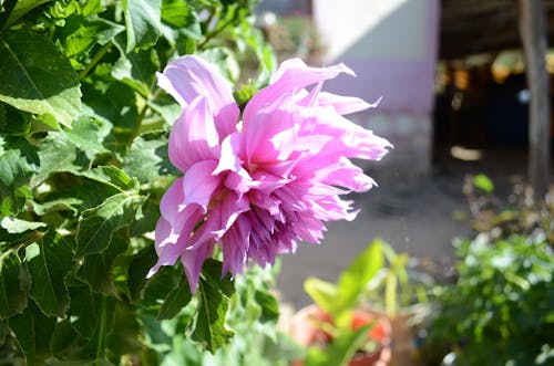 Foto d'estoc gratuïta de flor, jardins